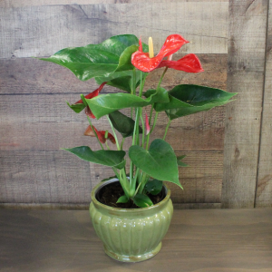 Anthurium Plant  (OUT OF STOCK) 