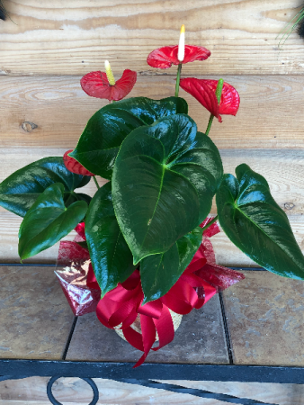 Anthurium Anthurium Andreanum