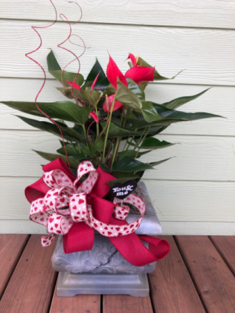 Anthurium Plant