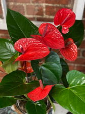 Anthurium Plant 