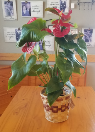 Anthurium Plant