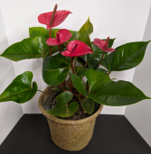 Anthurium Plant