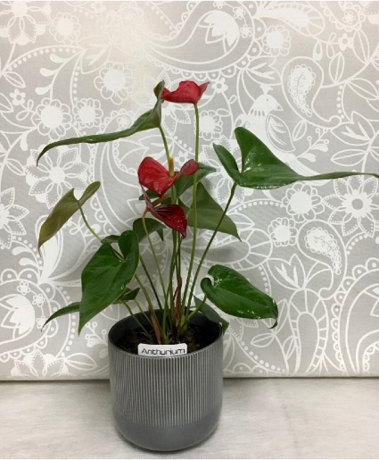 Anthurium Plant  