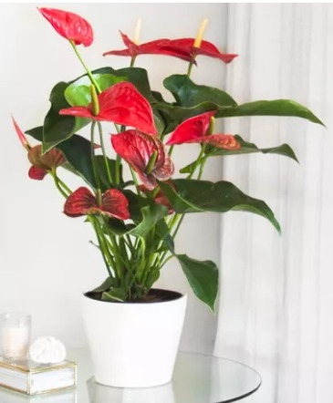 Anthurium Plant in Sun City Center, FL | SUN CITY CENTER FLOWERS AND GIFTS