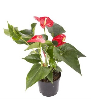 Anthurium Plant 