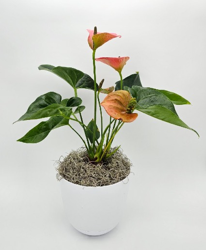 Anthurium Plant