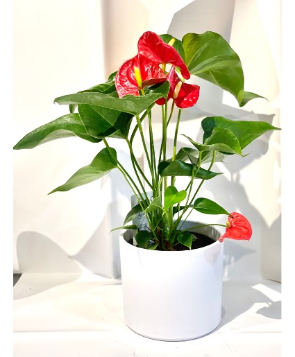 ANTHURIUM  PLANT