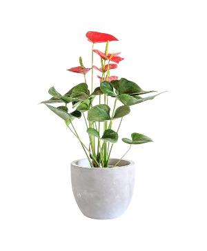 Anthurium Plant - Red 