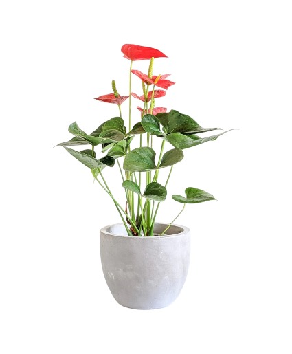 Anthurium Plant - Red 