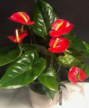 ANTHURIUM PLANT 