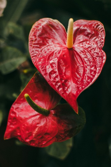 Anthurium Plant  in Fort Worth, TX | DAVIS FLORAL DESIGNS