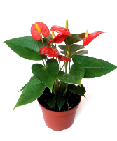 Anthurium Plant Anthurium House Plant