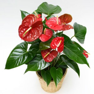 ANTHURIUM PLANT Anthurium plant