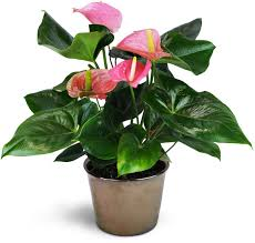 Anthurium plant blooming plant