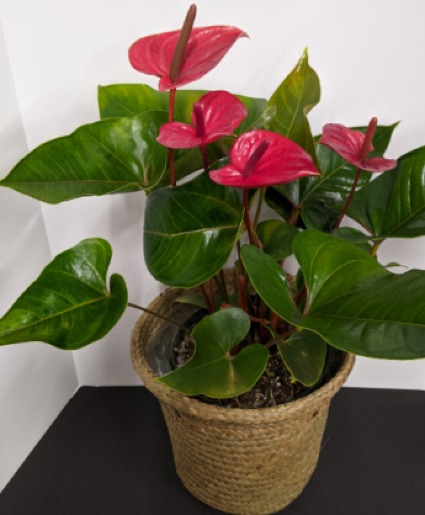 Anthurium Plant Blooming Plant
