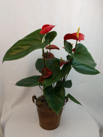 Anthurium Plant Blooming Plant in a metal container