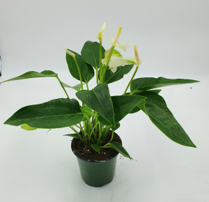 Anthurium Plant in 4 " pot Shipped in a box in Sunrise, FL | FLORIST24HRS.COM Anthurium Plant in 4 " pot Shipped in a box in Sunrise, FL | FLORIST24HRS.COM