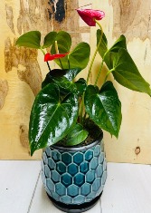Anthurium Plant in Ceramic Pot 