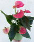 Anthurium Plant in Ceramic pot 