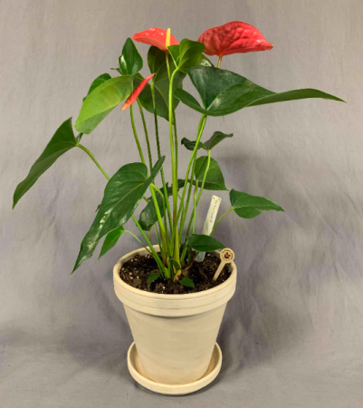 Anthurium Plant in Decorative Pot