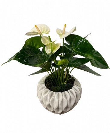 Anthurium Plant in Designer Planter   in Laurel, MD | The Blooming Bohemian