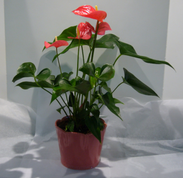 ANTHURIUM PLANT Indoor Blooming Plant