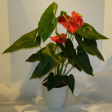 ANTHURIUM PLANT Indoor Blooming Plant