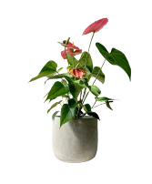 Anthurium Plant - Pink  