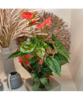 Anthurium Plant - Pink  