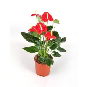 Plant - Anthurium Plant
