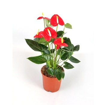 Anthurium Plant Plant