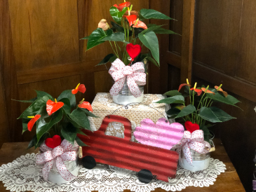 Anthurium Plant