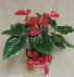 Anthurium Plant 