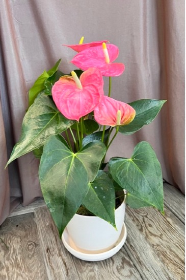 Anthurium Plant Plant in Richland, WA | ARLENE'S FLOWERS AND GIFTS