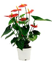 Anthurium Plant PLANT