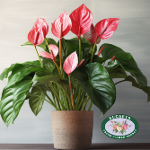 Anthurium plant Plant