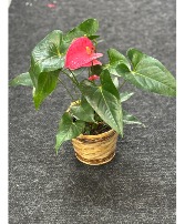 Anthurium plant  Plant 
