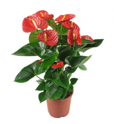 Anthurium Plant