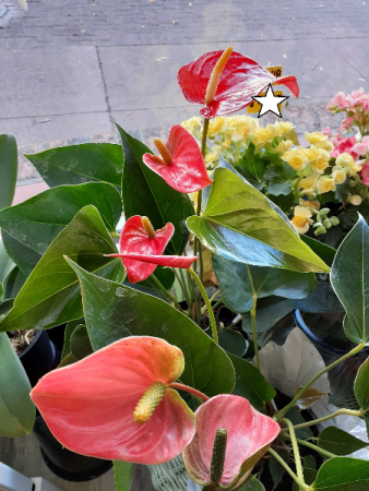 Anthurium Plant Plants
