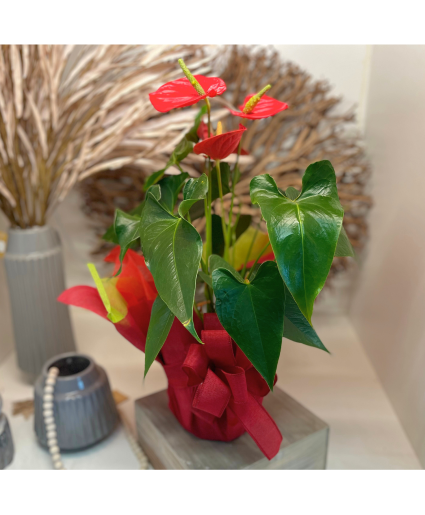 Anthurium Plant - Red 