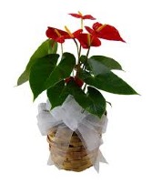 Anthurium Plant  tropical Plant 