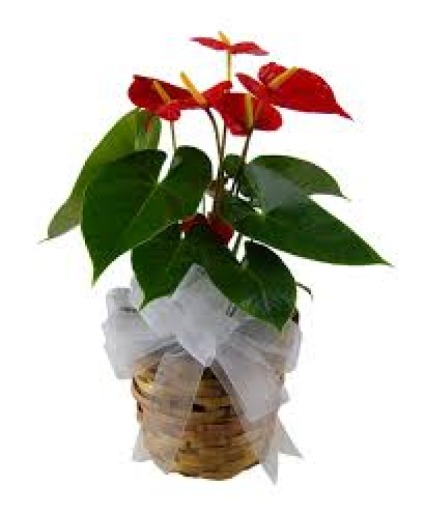 Anthurium Plant tropical Plant