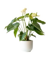 Anthurium Plant - White 