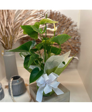 Anthurium Plant - White  