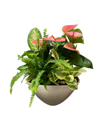 Anthurium Planter - Champagne House Plant in Newmarket, ON | FLOWERS 'N THINGS FLOWER & GIFT SHOP