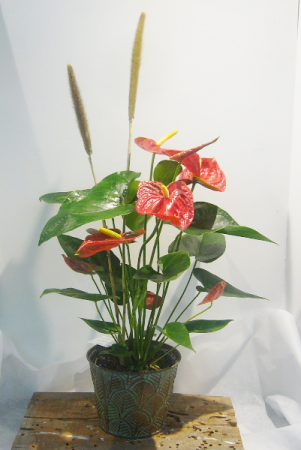 ANTHURIUM PLANTER Indoor Blooming Plant