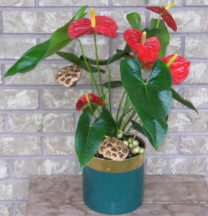 ANTHURIUM PLANTER  Indoor Blooming Plant