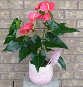 ANTHURIUM PLANTER  Indoor Blooming Plant