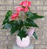 ANTHURIUM PLANTER  Indoor Blooming Plant
