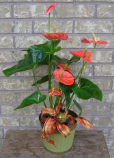ANTHURIUM PLANTER  Indoor Plant